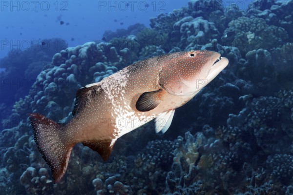 Leopard trout perch (Plectropomus leopardus), Tuamotu Archipelago, French Polynesia, South Pacific,