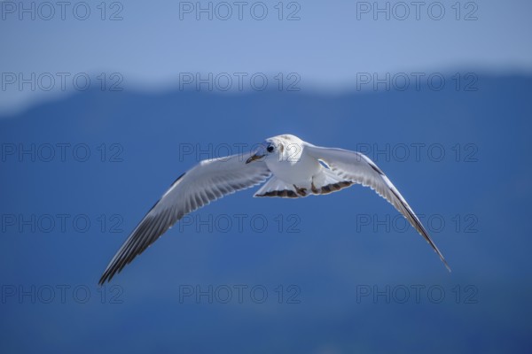 Limenas, Thassos, Greece - Seagulls accompany the Thassos Sea Lines ferry to Limenas. The capital