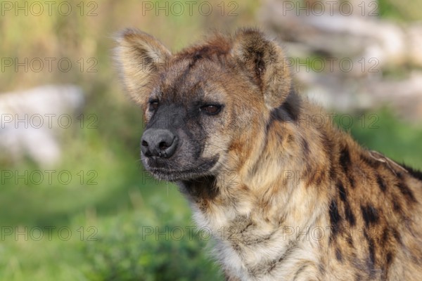 Portrait of a Spotted Hyena (Crocuta crocuta), or Laughing Hyena in beautiful light