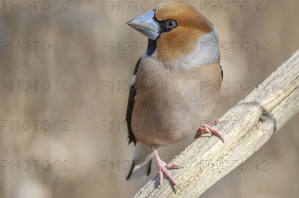 A small bird is sitting on a branch. The bird is brown and has a grey beak. Hawfinch