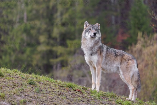 An adult male grey wolf (Canis lupus lupus) stands on a sloping meadow on a hill and observes the
