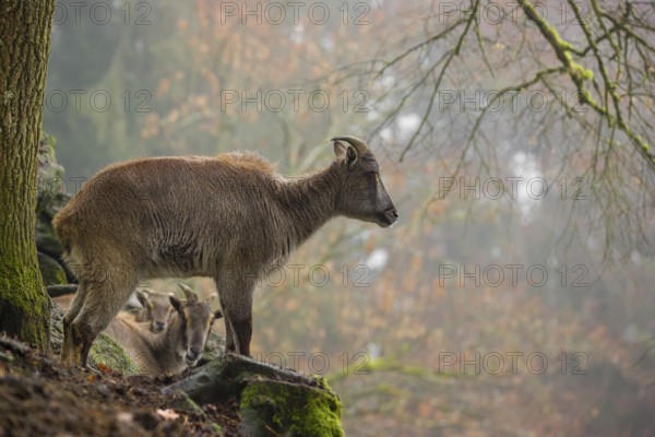 A female Himalayan Tahr (Hemitragus jemlahicus) stands in the forest on a foggy day
