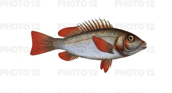 Fish, Pisces, Lutjanus erythropterus, the redfin, Rhe Red-fin, Historical, digitally restored