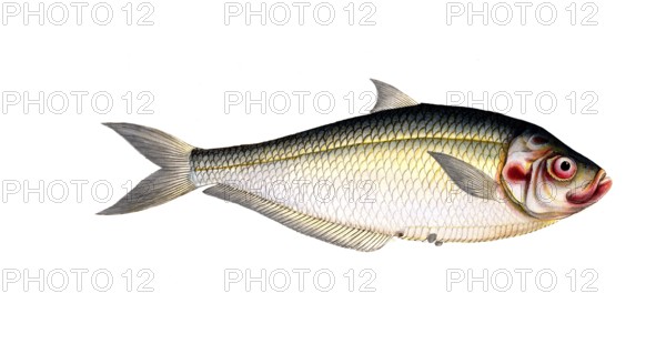Fish, Fish, Fish genus Herring, Clupea africana, Ilisha africana, african herring, West African