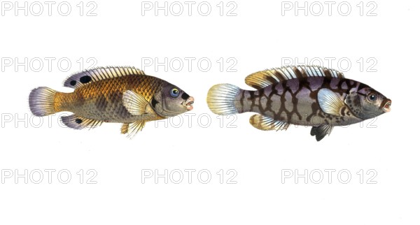 Fish, fish, left: Genus of wrasses, Labrus quinquemaculatus, the Five-spotted wrasse, the