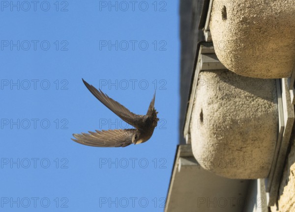 Common swift (Apus apus), adult bird in flight leaving its nest, which is one of a row of