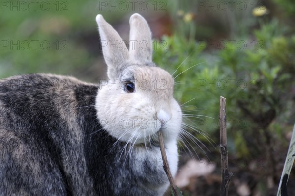 Domestic rabbit (Oryctolagus cuniculus forma domestica), portrait, twig, garden, Easter, cute, A