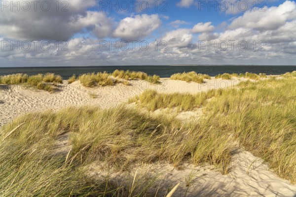 Dune landscape on the coast of Ellenbogen near List, island of Sylt, district of North Friesland,