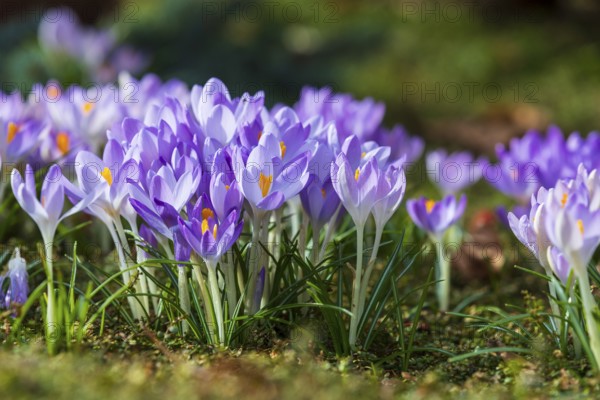 Crocuses (crocus) in bloom