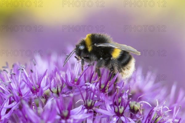 Buff tailed bumblebee (Bombus terrestris) adult bee feeding on a purple Allium flower in an urban