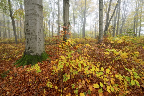Near-natural deciduous forest in autumn with colourful leaves, copper beech (Fagus sylvatica), fog