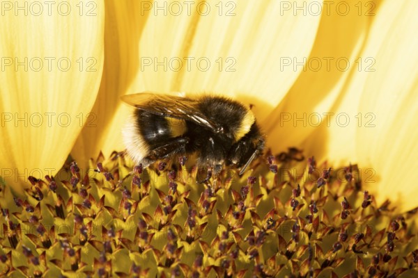 Buff tailed bumblebee (Bombus terrestris) adult bee feeding on a sunflower flower in an urban