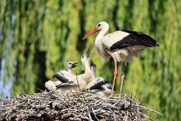 White stork (Ciconia ciconia), adult, juvenile, chick, nest, family, Heidelberg, Germany, Europe