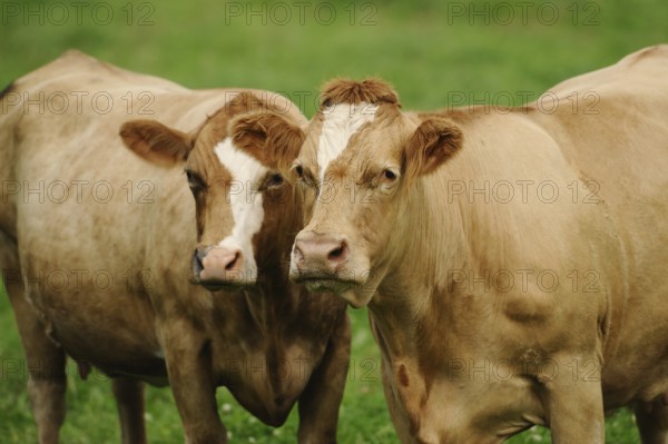 Two brown cattle standing next to each other on a green meadow, cattle (Bos primigenius taurus),