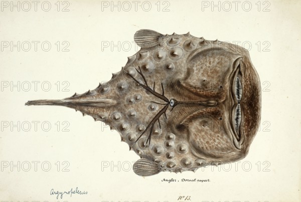 Spiny anglerfish, Himantolophus appelii, The prickly anglerfish, fish, reproduction of an original,