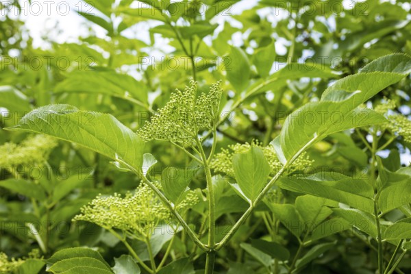 Branch with flower buds on the panicle, habit of Sambucus nigra (Sambucus nigra), Saxony, Germany,
