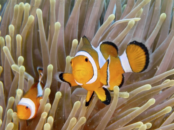 Ocellaris Clownfish (Amphiprion ocellaris) is in a vividly coloured sea anemone, dive site Twin