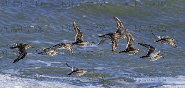 Flock of purple sandpipers (Calidris maritima) in non-breeding plumage flying over sea water along