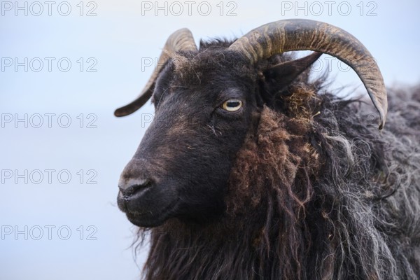 Domestic sheep (Ovis aries) 'Heidschnucke moorland sheep', portrait, Heligoland, Germany, Europe