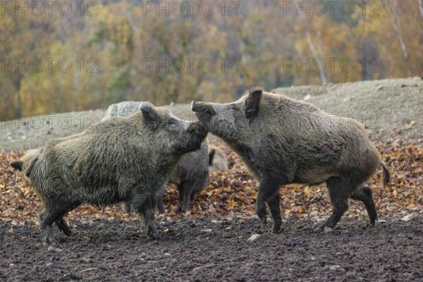 Two wild boar or wild pig (Sus scrofa) fight on an opening