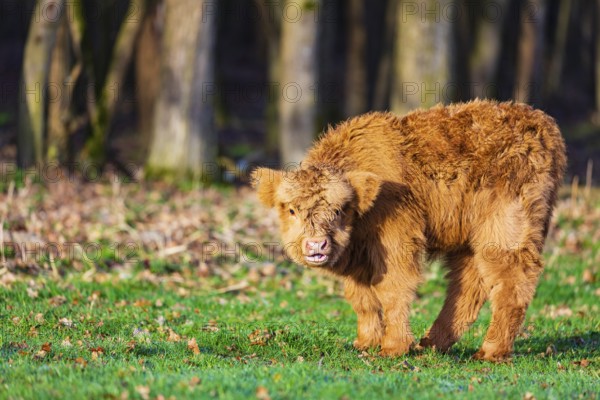 One Highland calf (Bos (primigenius) taurus) stands on a meadow. A forest in the background