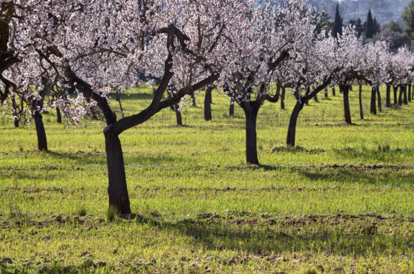 Almond blossom, almond trees, plantation, Bermuda buttercup (Oxalis pes-caprae), also known as low