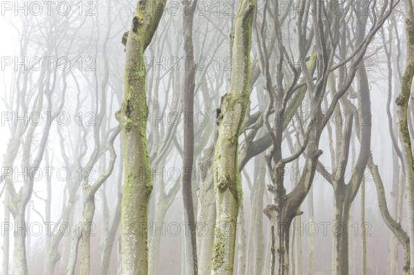 Beech trees in mist, shaped by strong winds, at Ghost Wood, Gespensterwald along the Baltic Sea