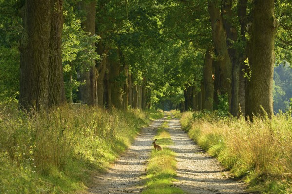 Oak avenue in the evening light, hare sitting on field path, Reinhardswald, Hesse, Germany, Europe