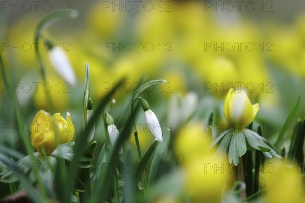 Snowdrops and winter aconites, Winter, Germany, Europe