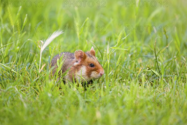 A European hamster (Cricetus cricetus), Eurasian hamster, black-bellied hamster or common hamster,
