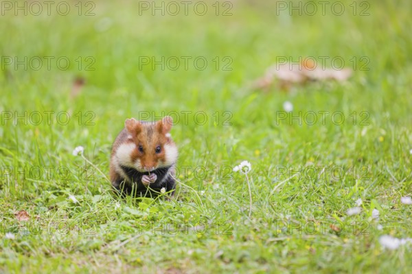 A European hamster (Cricetus cricetus), Eurasian hamster, black-bellied hamster or common hamster,