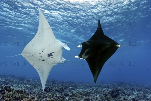 Two reef manta rays (Manta alfredi), circling each other, swimming over coral reef, Tuamotu