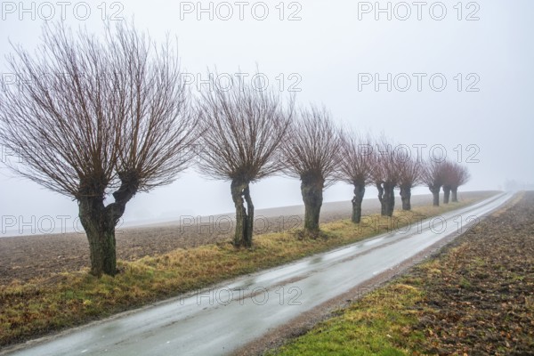 Willow trees (Salix) in foggy landscape in winter in Katslösa, Skurup Municipality, Skåne County,