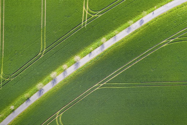 Pattern of path and tractor tracks in a field, aerial view like leaf structure, Rochlitz, Saxony,
