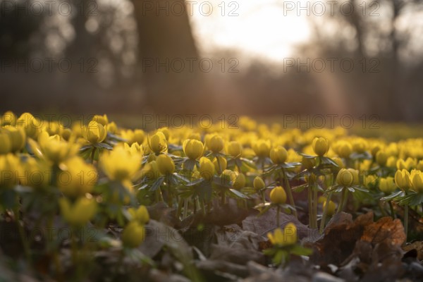 Winter aconites in spring with sunshine, from the ground in the forest, Germany, Europe