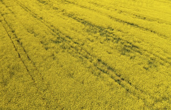 Aerial view of a rape field in summer, agricultural landscape, Innviertel, Upper Austria, Austria,