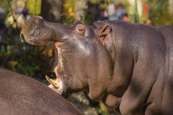 Two hippopotamus or hippo (Hippopotamus amphibius), standing on a river bank, one has its mouth