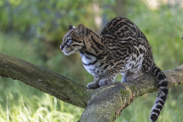 One Ozelot, Leopardus pardalis, resting on a fallen tree with green vegetation in the background