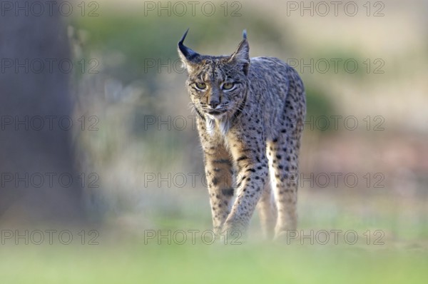 Lynx pardinus, Castilla-La Mancha, Spain, Europe