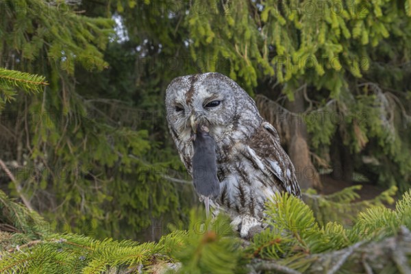 One tawny owl or brown owl (Strix aluco) sitting on a branch of a spruce tree, feeding on a mouse