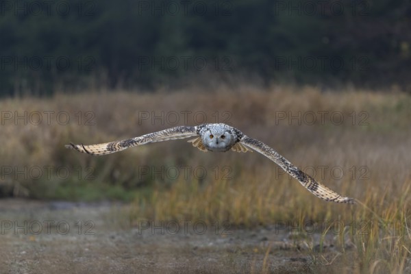 One Siberian Eagle Owl (Bubo bubo sibiricus) flying over tall reed grass lakeshore on an autumnal
