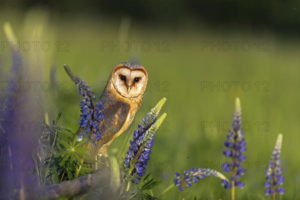 One barn owl (Tyto alba) sitting on a branch lying in a field of flowering lupines in late evening