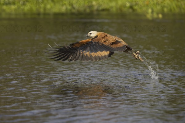 Fish hawk (Busarellus nigricollis), with fish, Pantanal, Brazil, South America