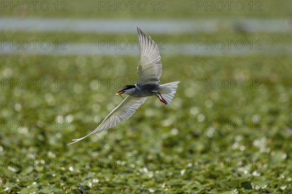 White-bearded Tern (Chlidonias hybrida), flying with nesting material, Danube Delta, Romania,
