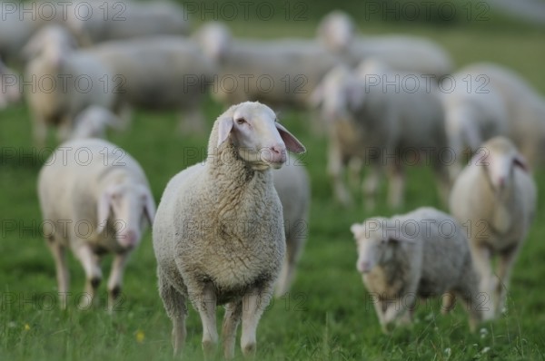 A flock of sheep standing close together in a green meadow, domestic sheep (Ovis orientalis aries),