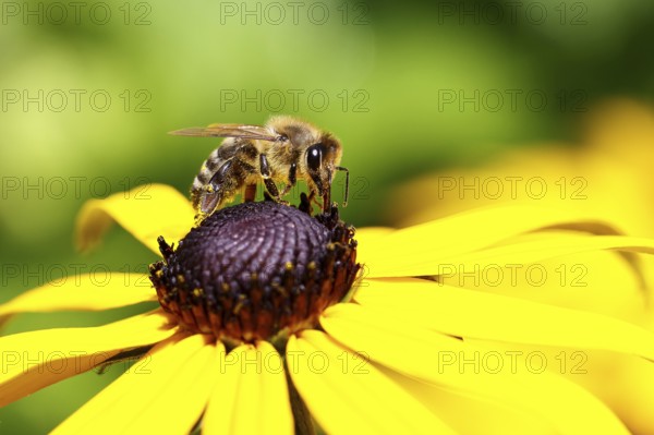 European honey bee (Apis mellifera), collecting nectar from a flower of the yellow coneflower