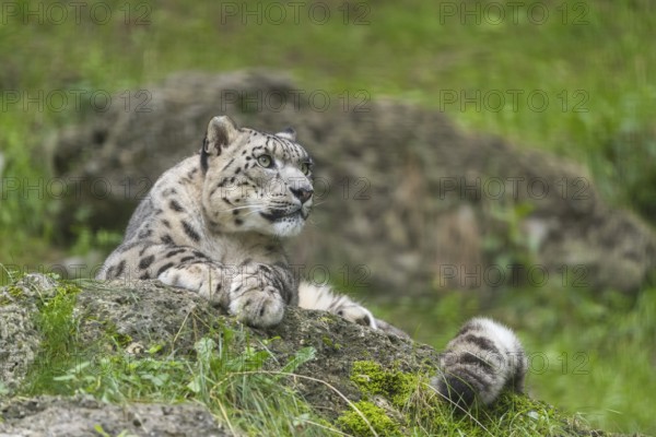 One adult snow leopard (Panthera uncia) resting on a rock in green grass