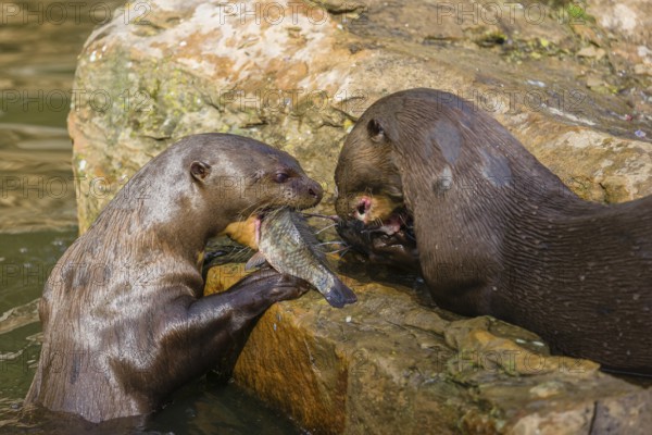 Two giant otter or giant river otter (Pteronura brasiliensis) sit on a rock in the shallow water of