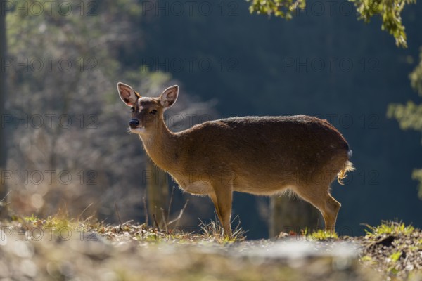 One female Manchurian sika deer or Dybowski's sika deer (Cervus nippon mantchuricus or Cervus