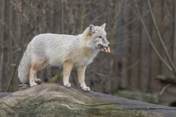 One corsac fox (Vulpes corsac) standing on a log with a chicken in his mouth